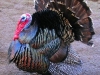 503px-Male_north_american_turkey_supersaturated.jpg